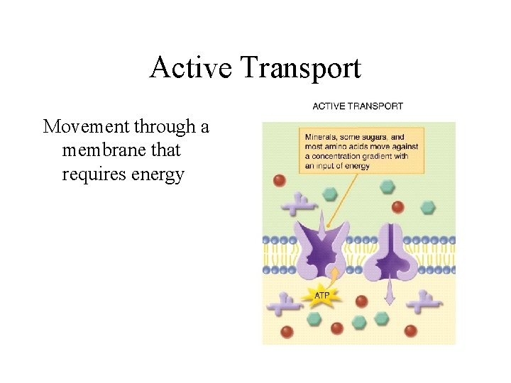 Active Transport Movement through a membrane that requires energy 