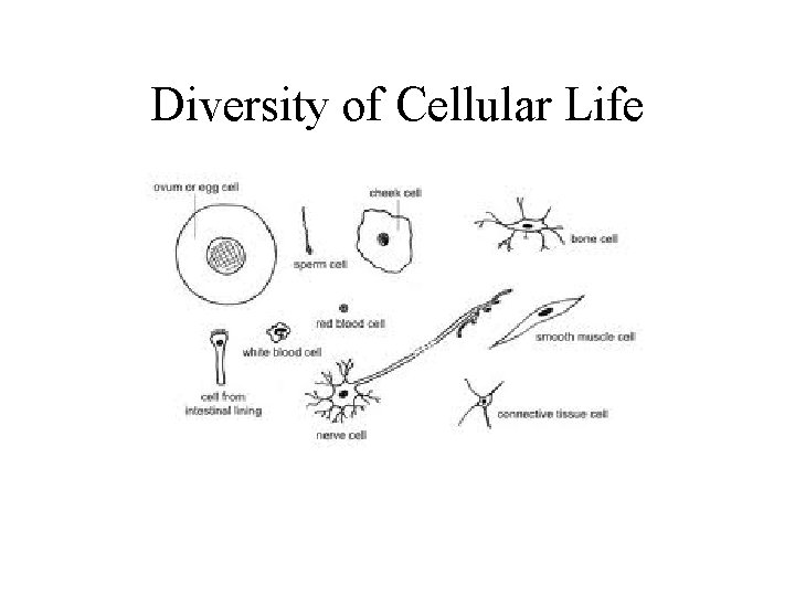 Diversity of Cellular Life 