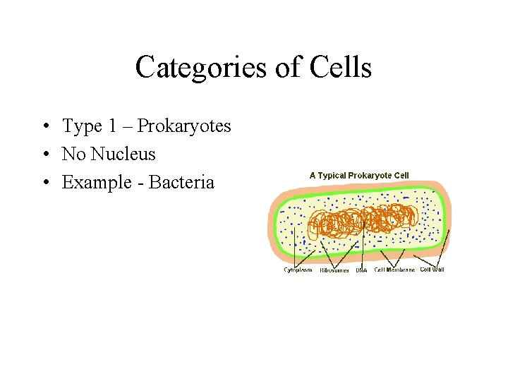 Categories of Cells • Type 1 – Prokaryotes • No Nucleus • Example -