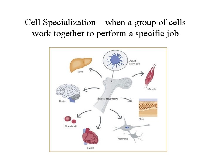 Cell Specialization – when a group of cells work together to perform a specific