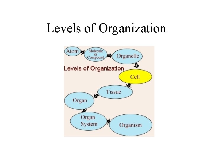 Levels of Organization 