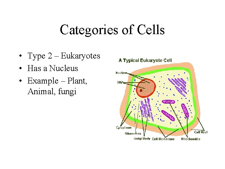 Categories of Cells • Type 2 – Eukaryotes • Has a Nucleus • Example