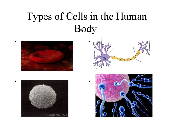 Types of Cells in the Human Body • • 