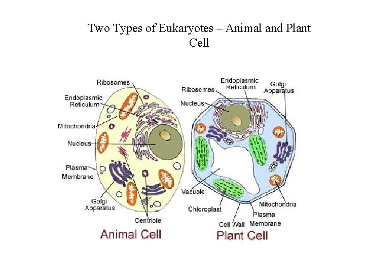 Two Types of Eukaryotes – Animal and Plant Cell 