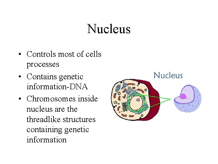 Nucleus • Controls most of cells processes • Contains genetic information-DNA • Chromosomes inside