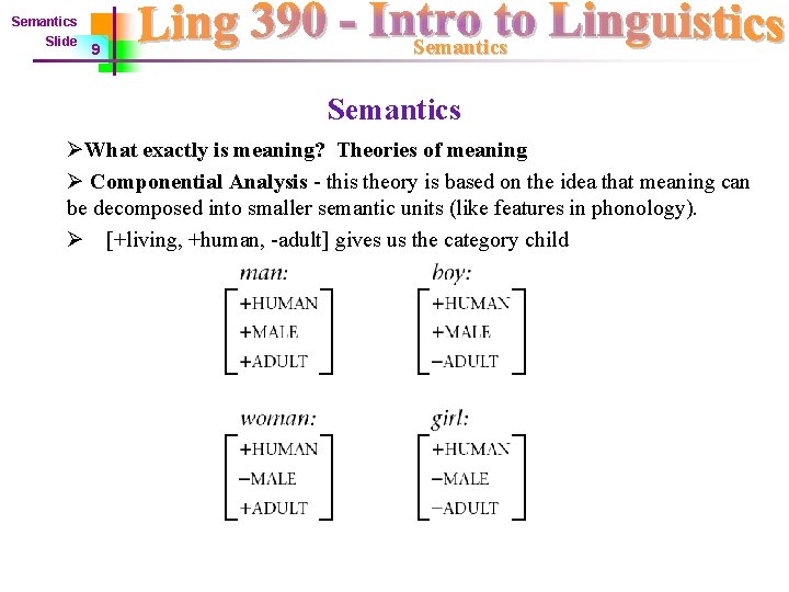 Semantics Slide 9 Semantics ØWhat exactly is meaning? Theories of meaning Ø Componential Analysis