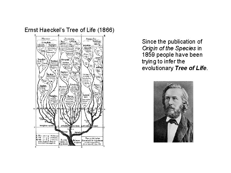 Ernst Haeckel’s Tree of Life (1866) Since the publication of Origin of the Species