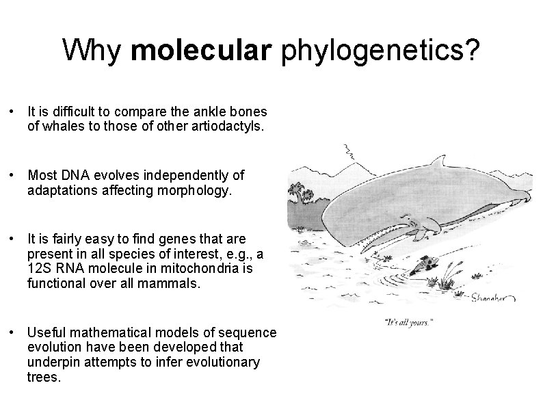 Why molecular phylogenetics? • It is difficult to compare the ankle bones of whales