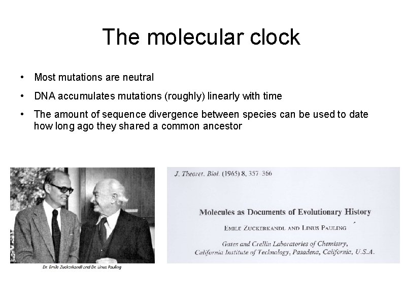 The molecular clock • Most mutations are neutral • DNA accumulates mutations (roughly) linearly