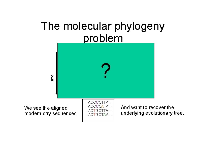 The molecular phylogeny problem ACCGCTTA Time ACCCCTTA We see the aligned modern day sequences