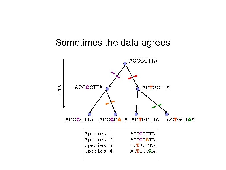 Sometimes the data agrees Time ACCGCTTA ACCCCTTA ACTGCTTA ACCCCATA ACTGCTTA Species 1 2 3