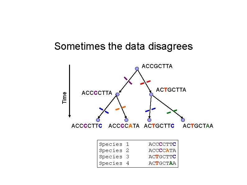 Sometimes the data disagrees Time ACCGCTTA ACTGCTTA ACCCCTTC ACCCCATA ACTGCTTC Species 1 2 3