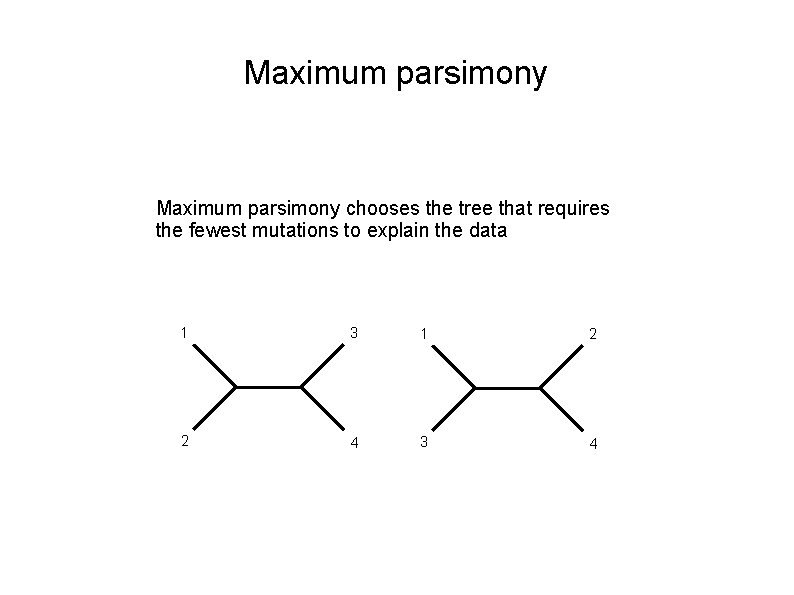 Maximum parsimony chooses the tree that requires the fewest mutations to explain the data