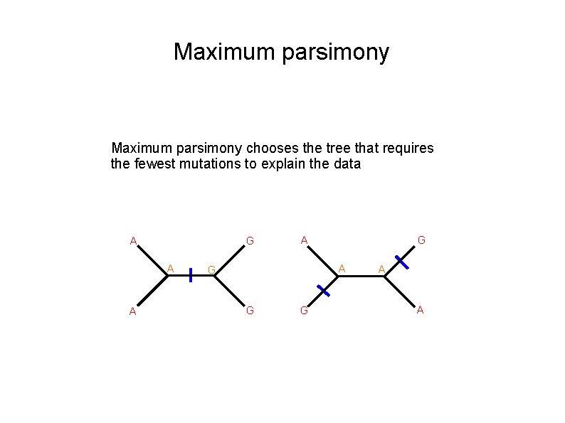 Maximum parsimony chooses the tree that requires the fewest mutations to explain the data