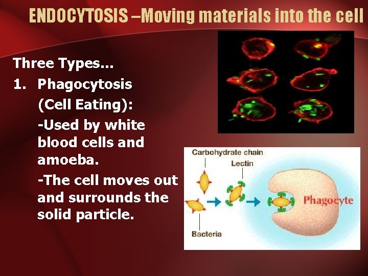 ENDOCYTOSIS –Moving materials into the cell Three Types… 1. Phagocytosis (Cell Eating): -Used by