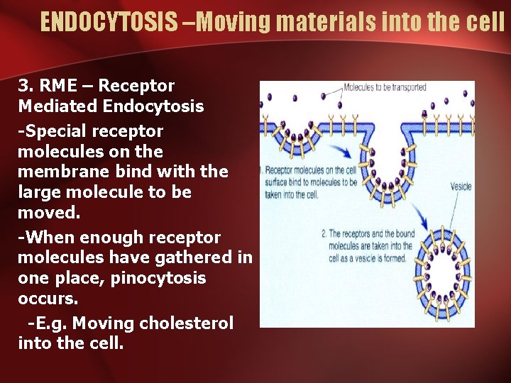 ENDOCYTOSIS –Moving materials into the cell 3. RME – Receptor Mediated Endocytosis -Special receptor