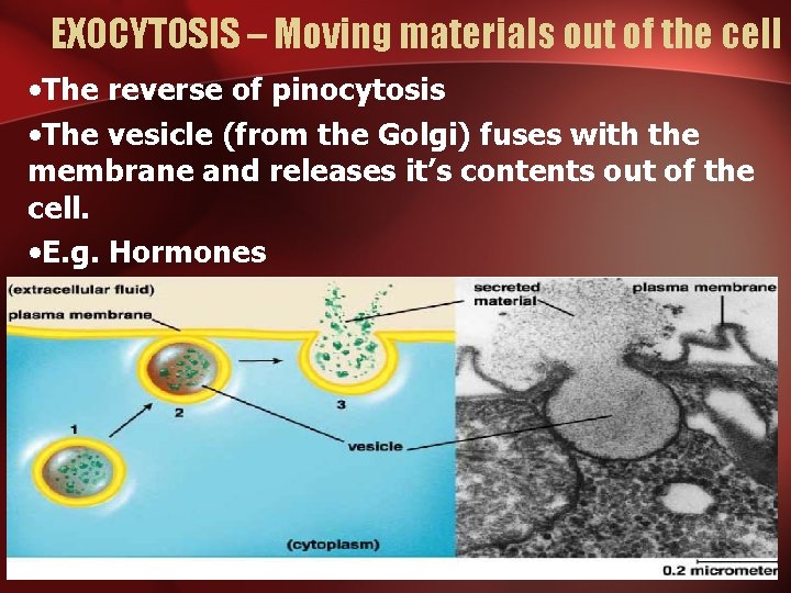 EXOCYTOSIS – Moving materials out of the cell • The reverse of pinocytosis •