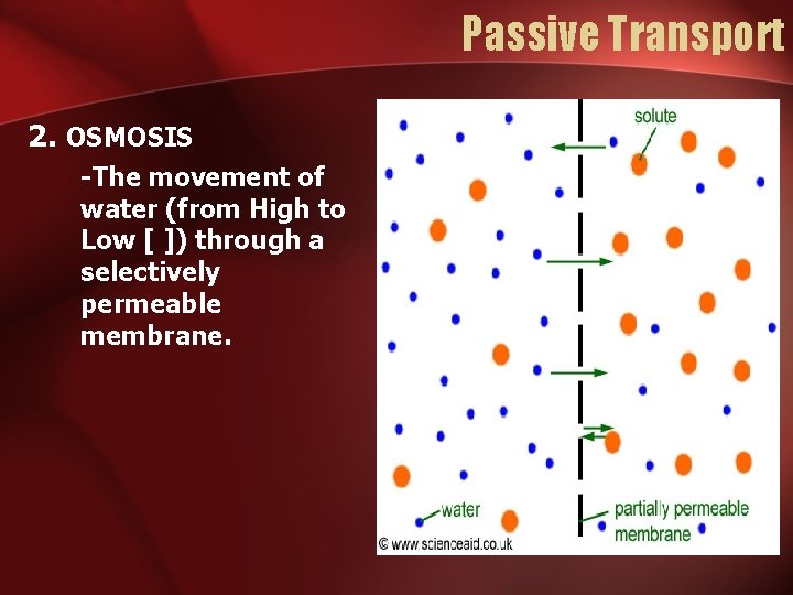 Passive Transport 2. OSMOSIS -The movement of water (from High to Low [ ])
