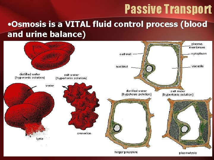 Passive Transport • Osmosis is a VITAL fluid control process (blood and urine balance)