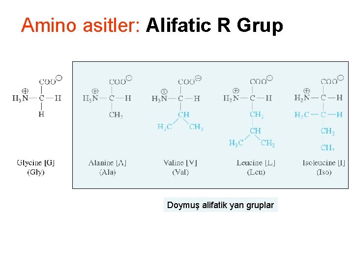 Amino asitler: Alifatic R Grup Doymuş alifatik yan gruplar 