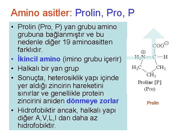Amino asitler: Prolin, Pro, P • Prolin (Pro, P) yan grubu amino grubuna bağlanmıştır