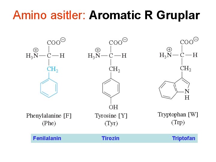 Amino asitler: Aromatic R Gruplar Fenilalanin Tirozin Triptofan 