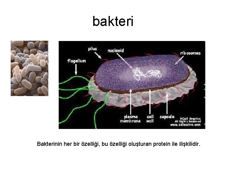 bakteri Bakterinin her bir özelliği, bu özelliği oluşturan protein ile ilişkilidir. 