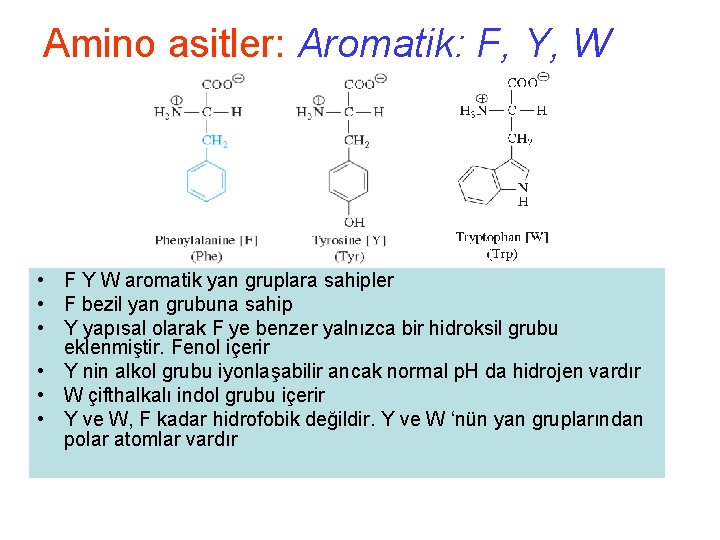 Amino asitler: Aromatik: F, Y, W • F Y W aromatik yan gruplara sahipler