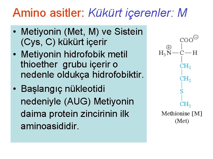 Amino asitler: Kükürt içerenler: M • Metiyonin (Met, M) ve Sistein (Cys, C) kükürt