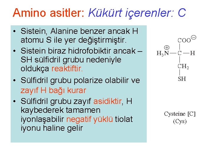 Amino asitler: Kükürt içerenler: C • Sistein, Alanine benzer ancak H atomu S ile
