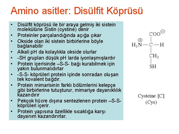 Amino asitler: Disülfit Köprüsü • Disülfit köprüsü ile bir araya gelmiş iki sistein molekülüne