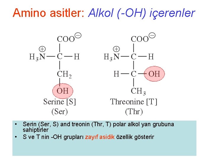 Amino asitler: Alkol (-OH) içerenler • Serin (Ser, S) and treonin (Thr, T) polar