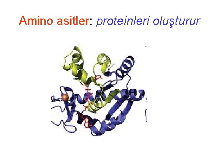 Amino asitler: proteinleri oluşturur 