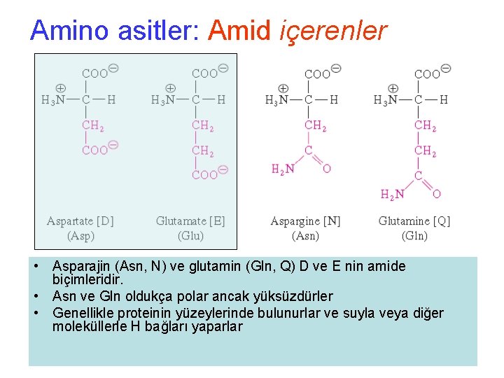 Amino asitler: Amid içerenler • Asparajin (Asn, N) ve glutamin (Gln, Q) D ve