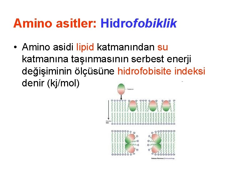 Amino asitler: Hidrofobiklik • Amino asidi lipid katmanından su katmanına taşınmasının serbest enerji değişiminin