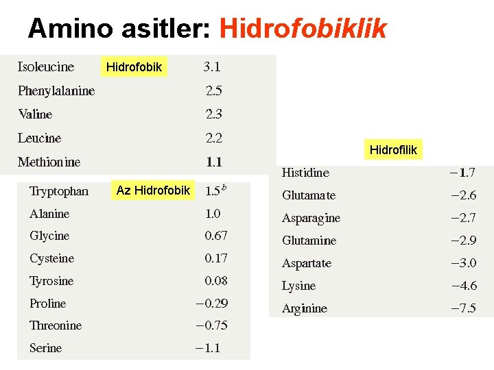 Amino asitler: Hidrofobiklik Hidrofobik Hidrofilik Az Hidrofobik 
