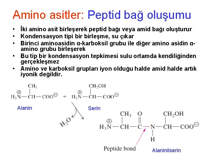 Amino asitler: Peptid bağ oluşumu • İki amino asit birleşerek peptid bağı veya amid