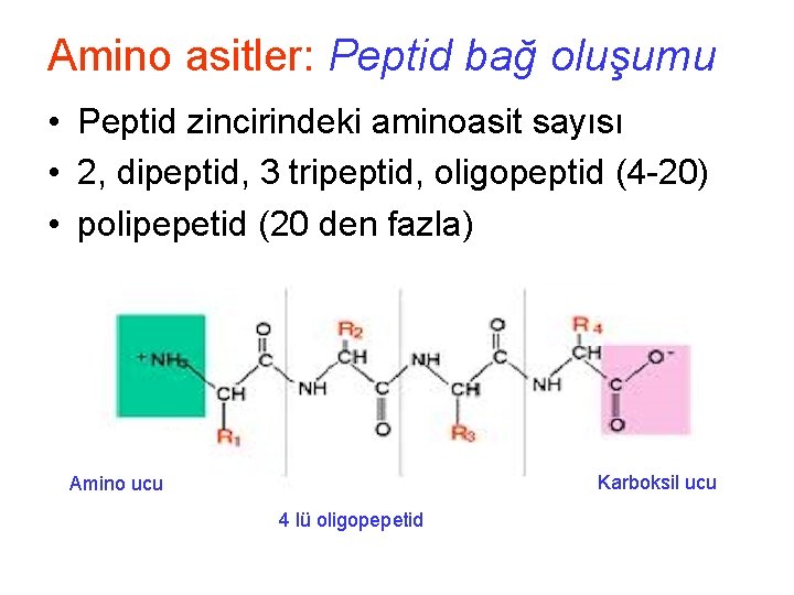 Amino asitler: Peptid bağ oluşumu • Peptid zincirindeki aminoasit sayısı • 2, dipeptid, 3