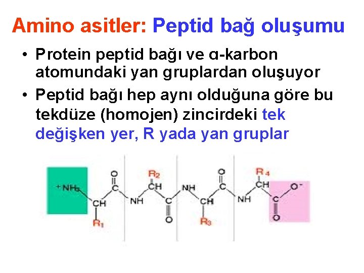 Amino asitler: Peptid bağ oluşumu • Protein peptid bağı ve ɑ-karbon atomundaki yan gruplardan
