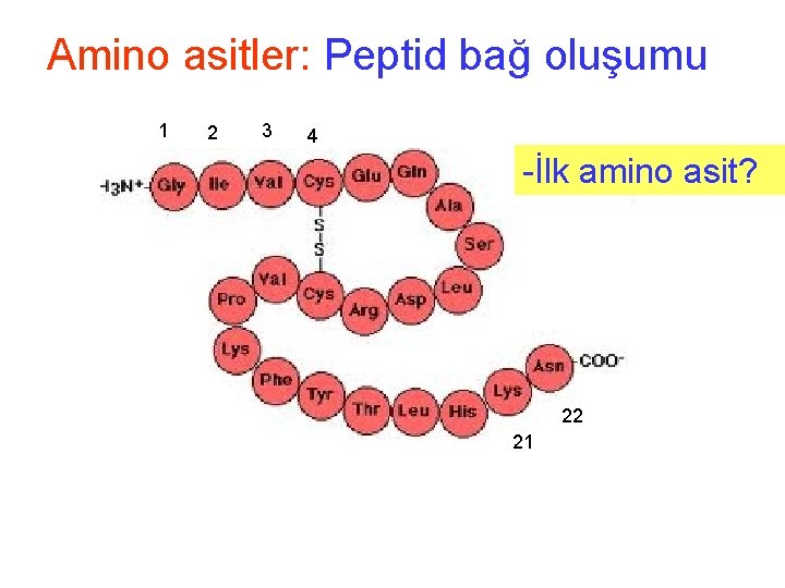 Amino asitler: Peptid bağ oluşumu 1 2 3 4 -İlk amino asit? 22 21