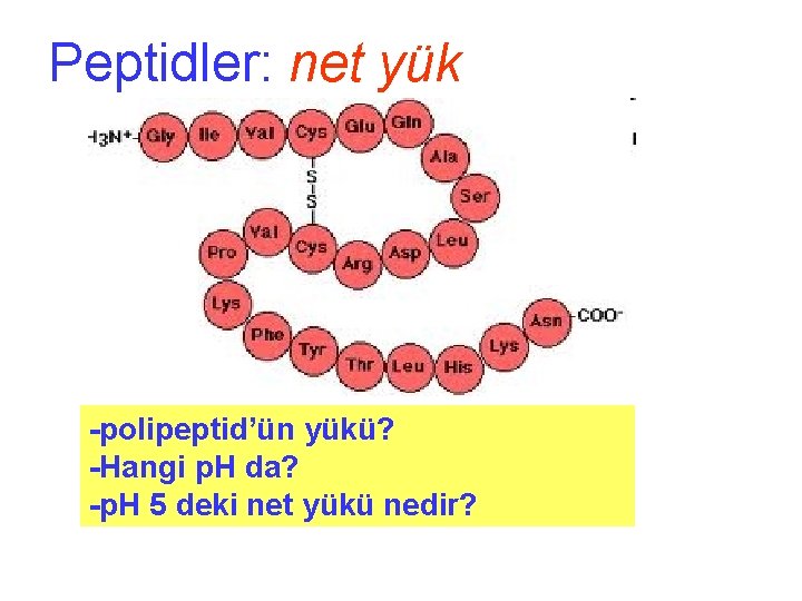 Peptidler: net yük -polipeptid’ün yükü? -Hangi p. H da? -p. H 5 deki net