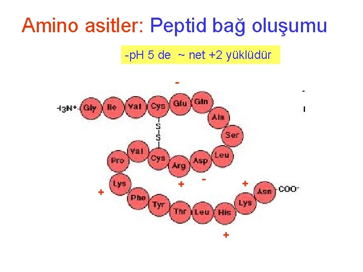 Amino asitler: Peptid bağ oluşumu -p. H 5 de ~ net +2 yüklüdür -