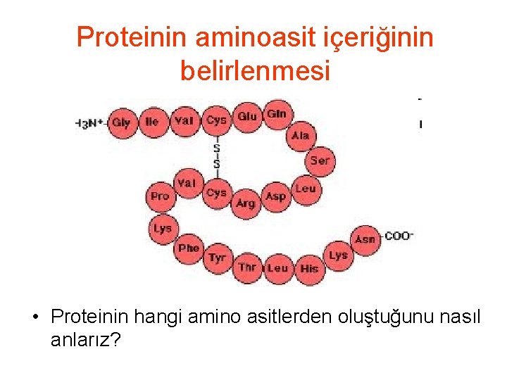 Proteinin aminoasit içeriğinin belirlenmesi • Proteinin hangi amino asitlerden oluştuğunu nasıl anlarız? 