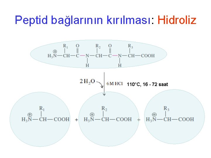 Peptid bağlarının kırılması: Hidroliz 110°C, 16 - 72 saat 