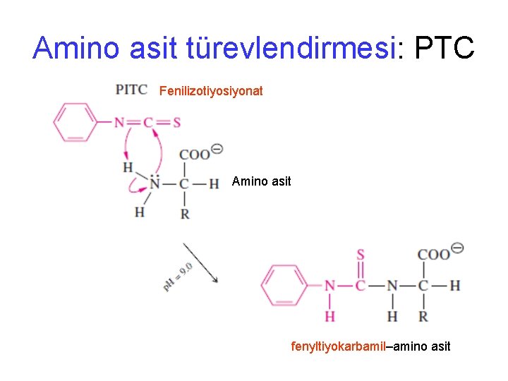 Amino asit türevlendirmesi: PTC Fenilizotiyosiyonat Amino asit fenyltiyokarbamil–amino asit 