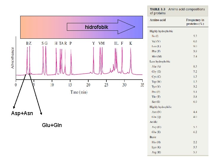 hidrofobik Asp+Asn Glu+Gln 