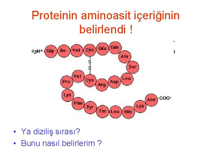Proteinin aminoasit içeriğinin belirlendi ! • Ya diziliş sırası? • Bunu nasıl belirlerim ?