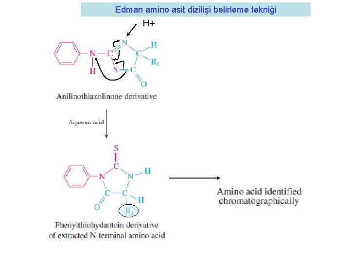 Edman amino asit dizilişi belirleme tekniği H+ 