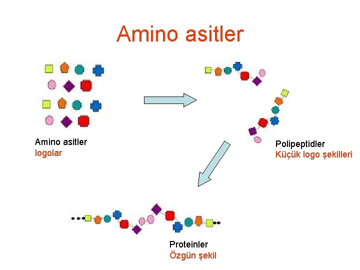 Amino asitler logolar Polipeptidler Küçük logo şekilleri Proteinler Özgün şekil 
