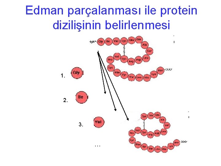 Edman parçalanması ile protein dizilişinin belirlenmesi 1. 2. 3. … 